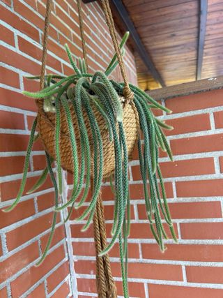 Maceta Cactus Cola de Mono