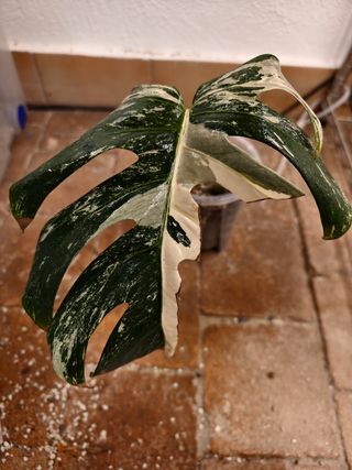 Esqueje Monstera deliciosa albo variegata