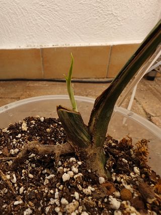 Esqueje Monstera deliciosa albo variegata