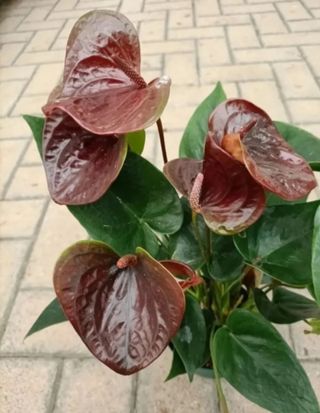 Anthurium Cioccolato Black Vaso 14