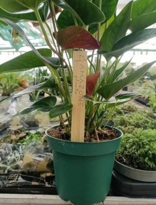 Anthurium Cioccolato Black Vaso 14
