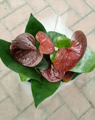 Anthurium Cioccolato Black Vaso 14