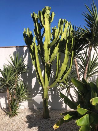 Cactus Euphorbia Ingens
