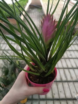 Tillandsia Cyanea Anita Vaso 9