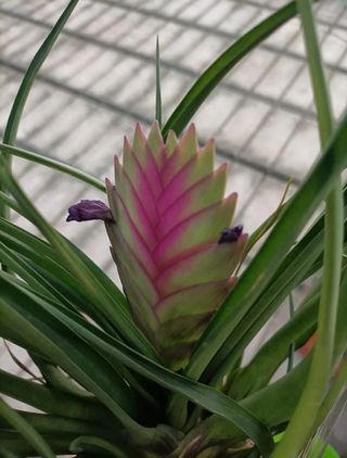 Tillandsia Cyanea Anita Vaso 9