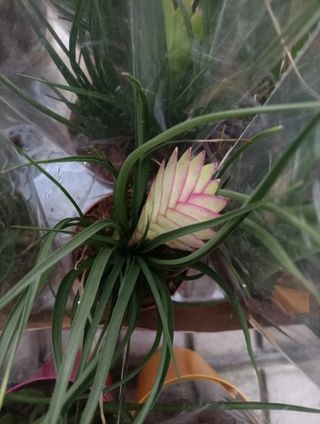 Tillandsia Cyanea Anita Vaso 9