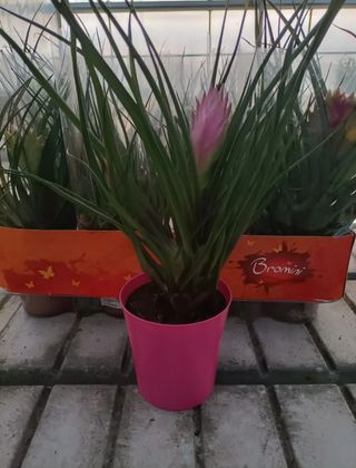 Tillandsia Cyanea Anita Vaso 9