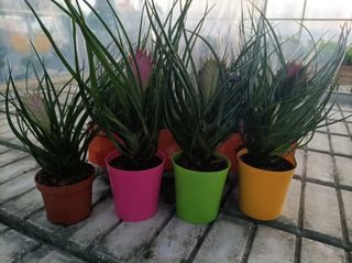 Tillandsia Cyanea Anita Vaso 9