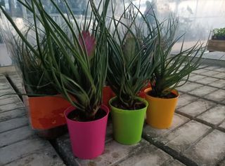 Tillandsia Cyanea Anita Vaso 9