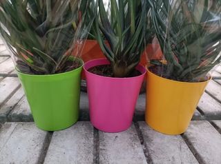 Tillandsia Cyanea Anita Vaso 9