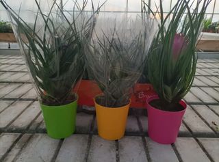 Tillandsia Cyanea Anita Vaso 9