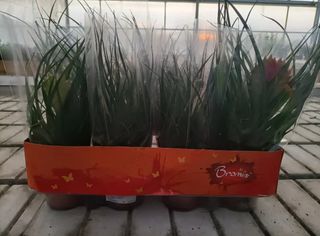 Tillandsia Cyanea Anita Vaso 9
