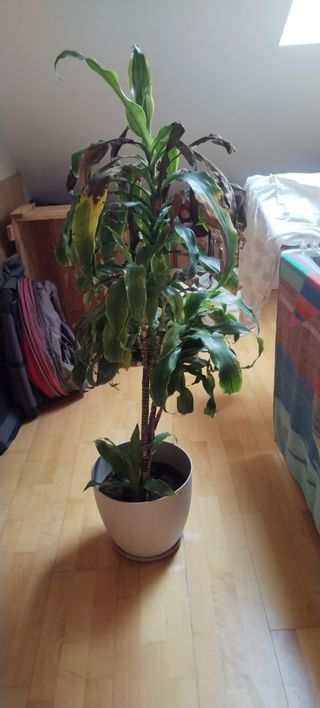 Planta Dracaena marginata