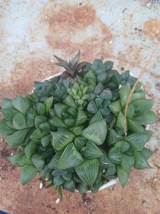 Haworthia suculentas