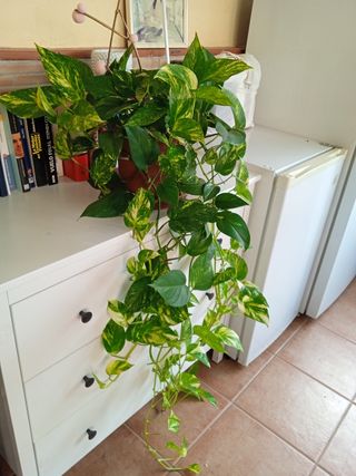 Poto - Planta natural