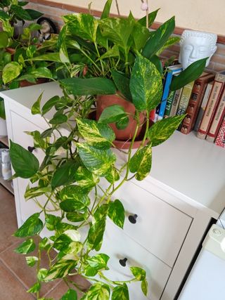 Poto - Planta natural