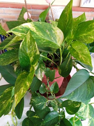 Poto - Planta natural