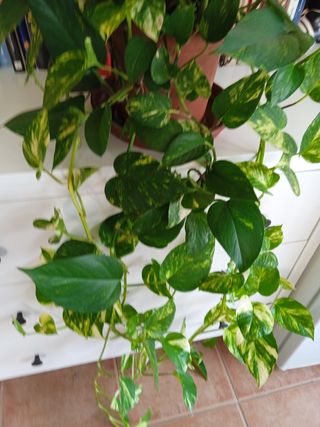 Poto - Planta natural