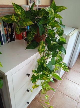 Poto - Planta natural