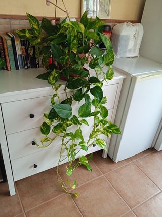 Poto - Planta natural