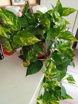 Poto - Planta natural