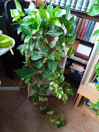 Poto - Planta natural