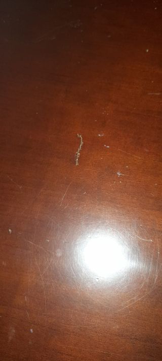 6 Sillas de comedor. Se regala la mesa de comedor