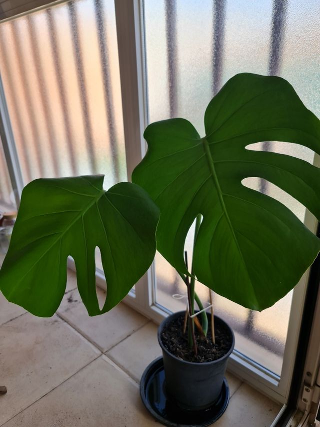 Monstera deliciosa grande.