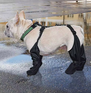Impermeabile cane taglia m