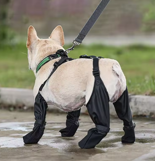 Impermeabile cane taglia m
