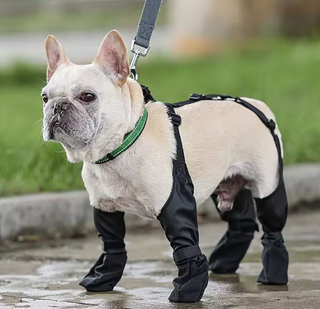 Impermeabile cane taglia m