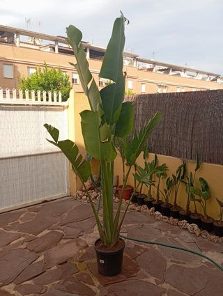 Revenala Magadascariensis