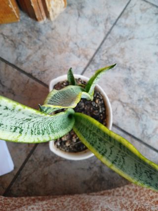Sansevieria trifasciata | Planta