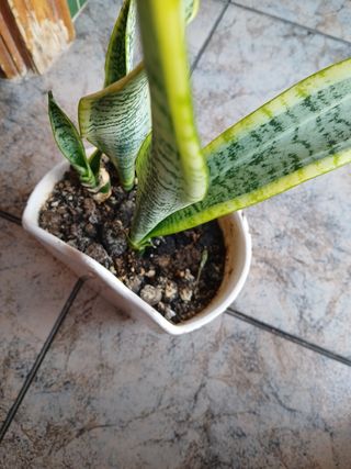 Sansevieria trifasciata | Planta
