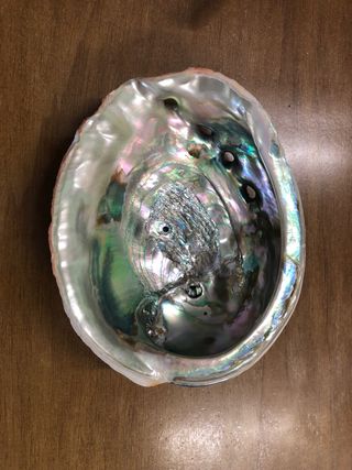 Conchiglia Abalone