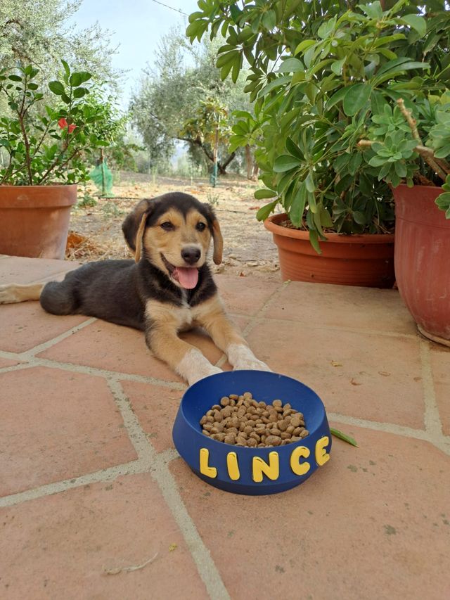 Cuencos personalizados mascotas