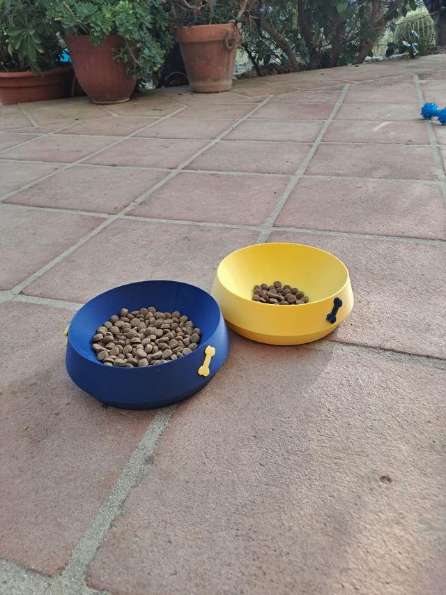 Cuencos personalizados mascotas