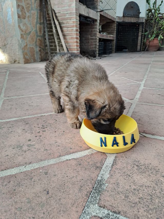 Cuencos personalizados mascotas