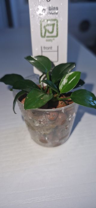 Plantas para acuarios. Anubias barteri 'Petite'