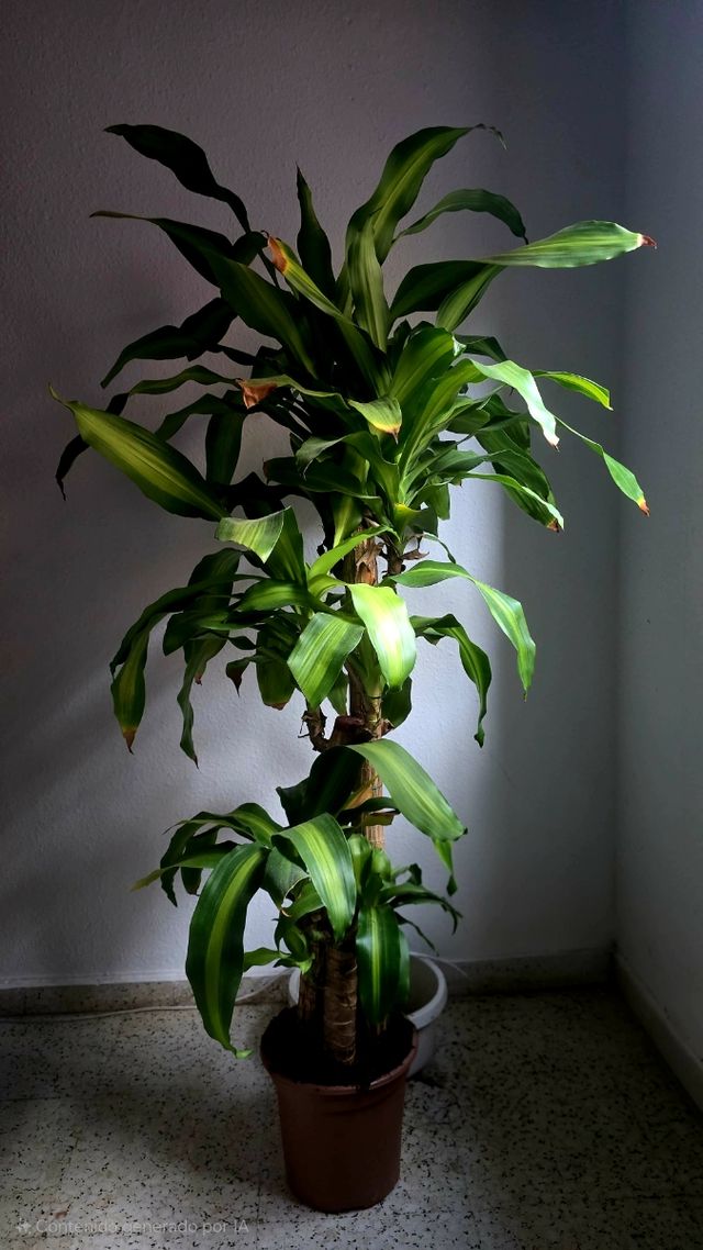 Dracaena Fragans - Planta grande Tronco de Brasil