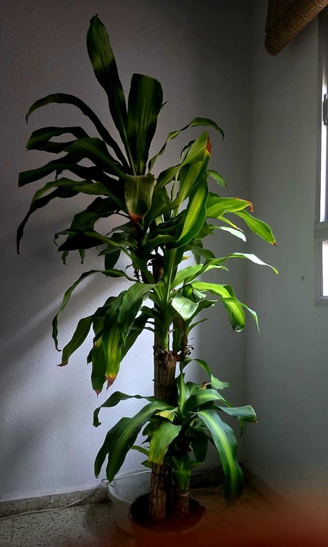 Dracaena Fragans - Planta grande Tronco de Brasil