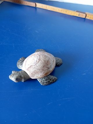 Tartaruga marmo: portafortuna