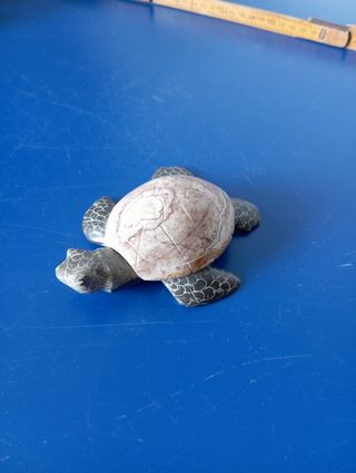 Tartaruga marmo: portafortuna