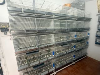 Jaulas pájaros Dival - 15 