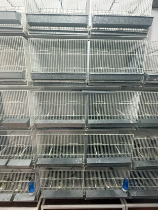 Jaulas pájaros Dival - 15 