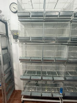 Jaulas pájaros Dival - 15 
