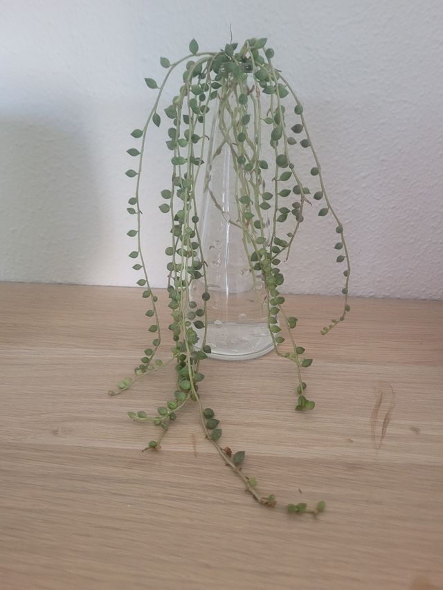 Planta esquejes Collar de Perlas