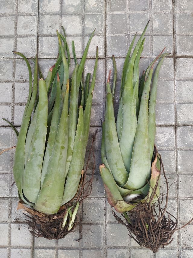 2 plantas Aloe Vera grandes - 90 cm!!