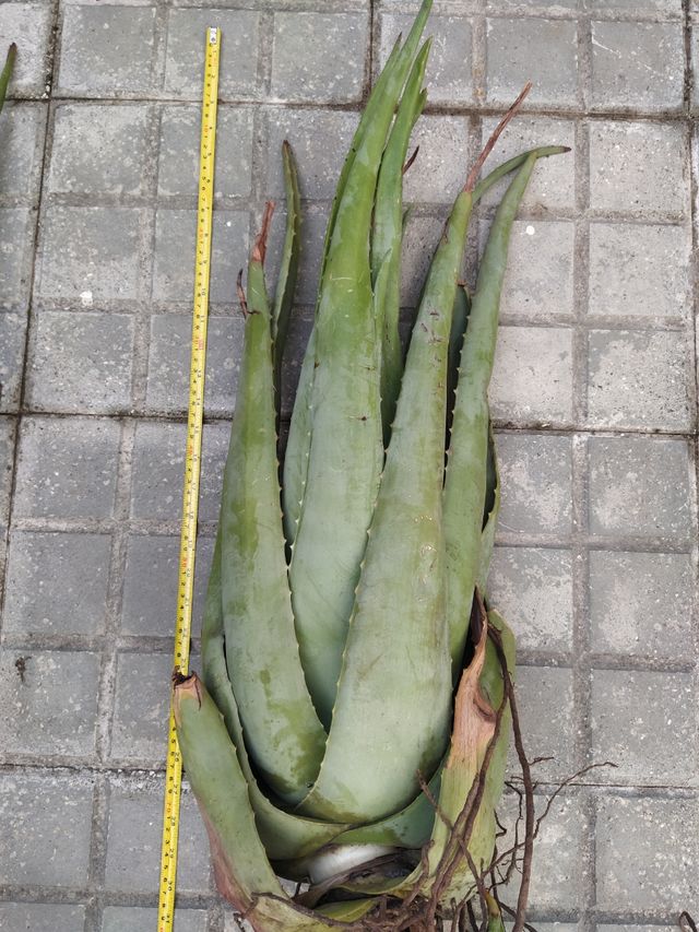 2 plantas Aloe Vera grandes - 90 cm!!