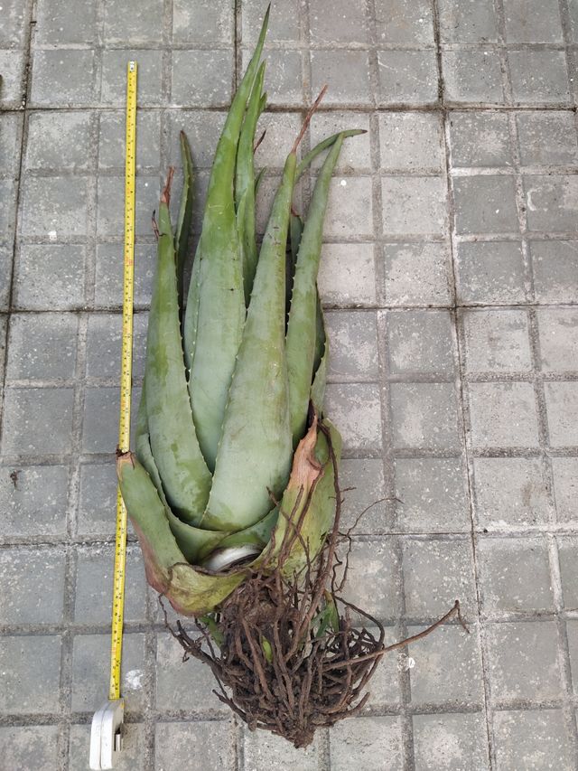 2 plantas Aloe Vera grandes - 90 cm!!